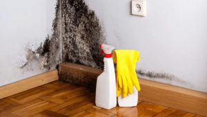 Read more about the article Fort Lauderdale Mold Remediation Services: A Guide for Residents